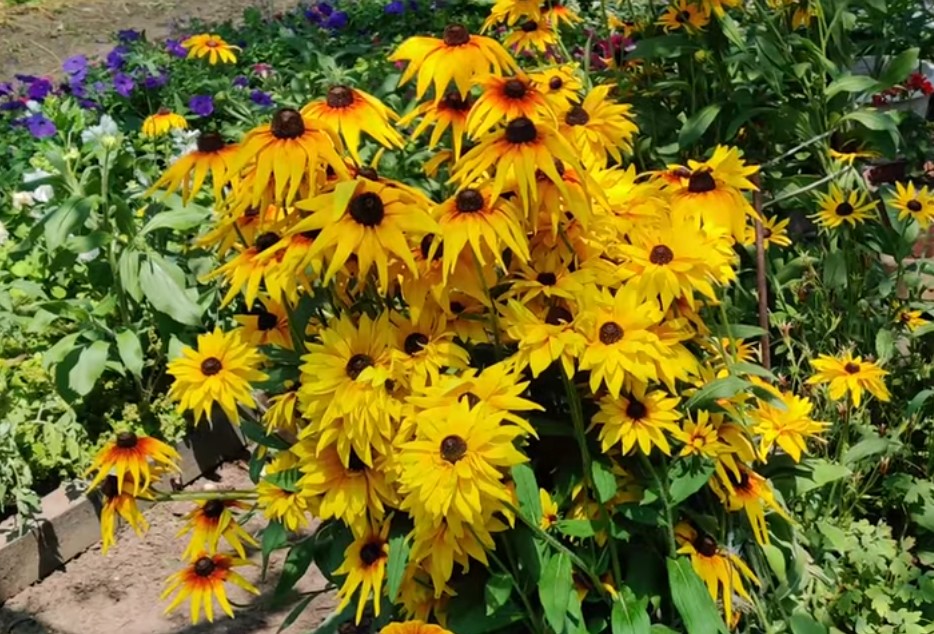 Этот уголок своего сада Ирина называет «клумба для ленивых» и очень его любит. Здесь растёт пышный куст рудбекии, которую она вывела из одного семечка.